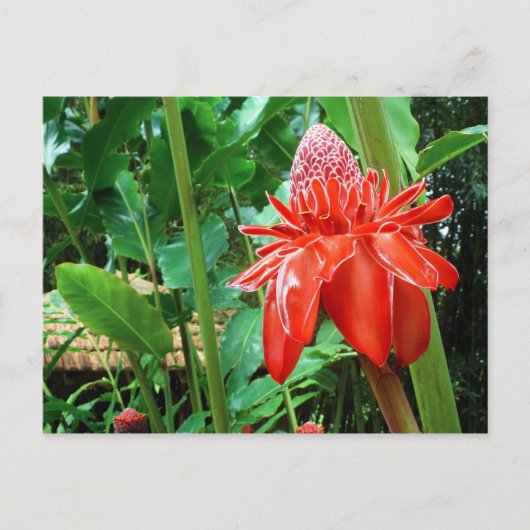 Carte Postale Red Carribean Rose Exotic Flower (Devant)