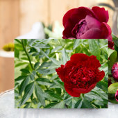 Carte postale Red Charm Peony