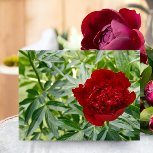 Carte postale Red Charm Peony