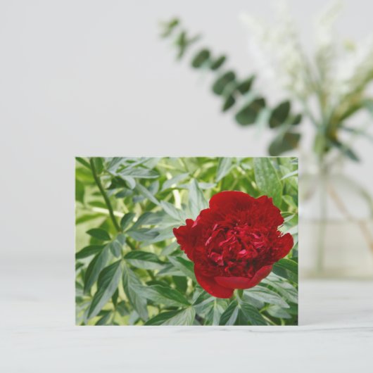 Carte postale Red Charm Peony (Debout devant)