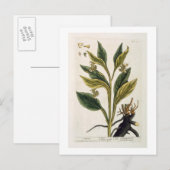 Carte Postale Red Chili (gravure couleur) (Devant / Derrière)