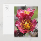 Carte postale Red Cholla Blooms (Devant / Derrière)