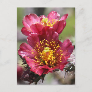 Carte postale Red Cholla Blooms