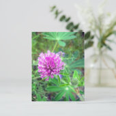 Carte postale Red Clover Blossom 2 (Debout devant)