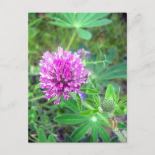 Carte postale Red Clover Blossom 2