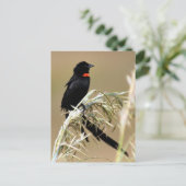 Carte Postale Red Collared Widow Afrique du Sud (Debout devant)