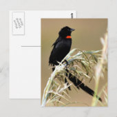 Carte Postale Red Collared Widow Afrique du Sud (Devant / Derrière)