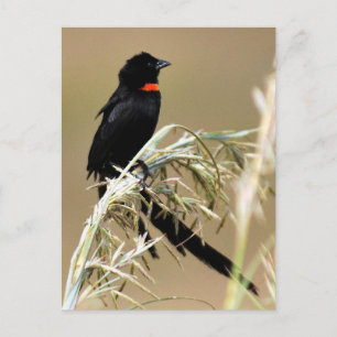 Carte Postale Red Collared Widow Afrique du Sud