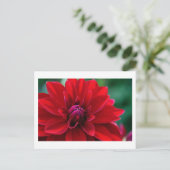Carte Postale Red Dahlia (Debout devant)