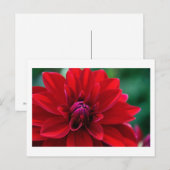 Carte Postale Red Dahlia (Devant / Derrière)