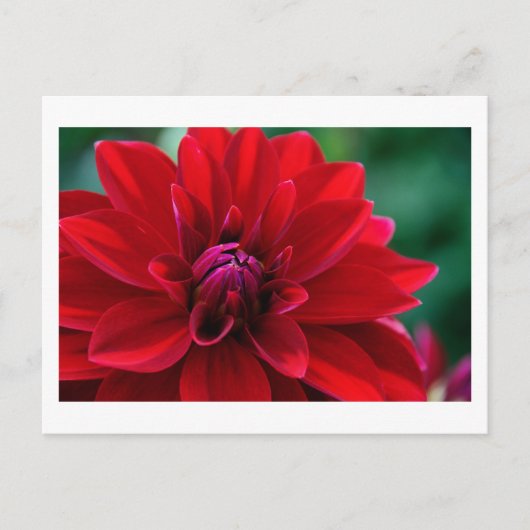 Carte Postale Red Dahlia (Devant)