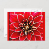 Carte Postale Red Dahlia, art numérique (Devant / Derrière)