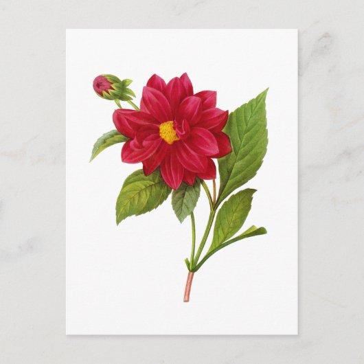 Carte Postale Red Dahlia par Pierre Joseph Redoute (Devant)