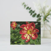 Carte Postale Red Dahlias (Debout devant)