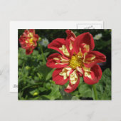 Carte Postale Red Dahlias (Devant / Derrière)