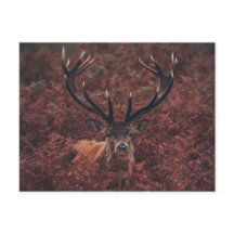 Carte postale Red Deer Amidst Bracken