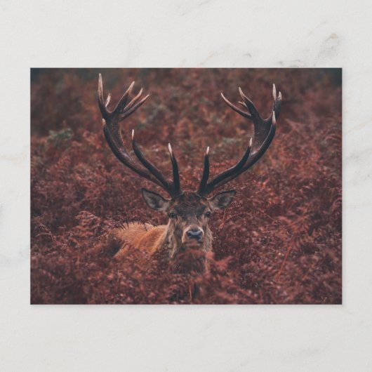 Carte postale Red Deer Amidst Bracken (Devant)