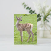 Carte postale Red Deer Fawn (Debout devant)