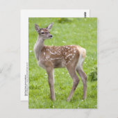 Carte postale Red Deer Fawn (Devant / Derrière)