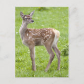 Carte postale Red Deer Fawn (Devant)