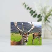 Carte Postale Red Deer Stag (Debout devant)