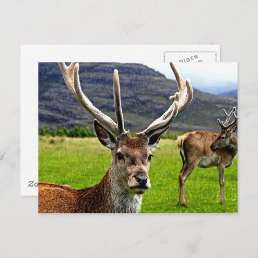Carte Postale Red Deer Stag (Devant / Derrière)