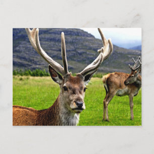 Carte Postale Red Deer Stag