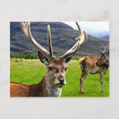 Carte Postale Red Deer Stag (Devant)