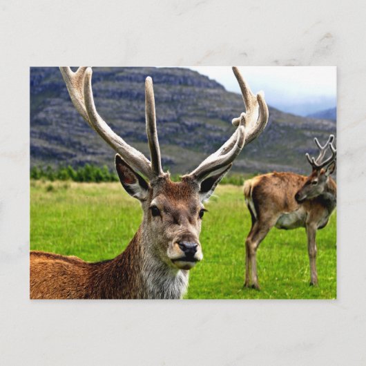 Carte Postale Red Deer Stag (Devant)