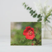 Carte Postale Red Delight (Debout devant)