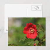 Carte Postale Red Delight (Devant / Derrière)