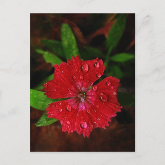 Carte Postale Red Dianthus Avec Raindrops (Devant)