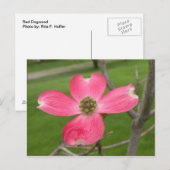 Carte postale Red Dogwood (Devant / Derrière)