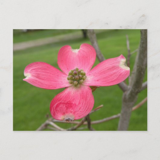 Carte postale Red Dogwood (Devant)