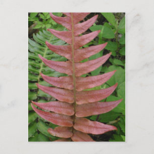 Carte postale Red Fern