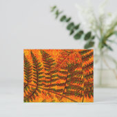 Carte postale Red Fern (Debout devant)