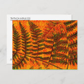 Carte postale Red Fern (Devant / Derrière)