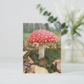 Carte postale Red Fly Agaric (Debout devant)