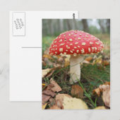 Carte postale Red Fly Agaric (Devant / Derrière)