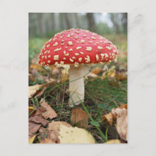 Carte postale Red Fly Agaric