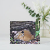 Carte postale Red Fox (Debout devant)