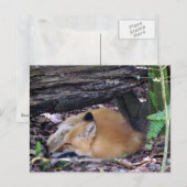 Carte postale Red Fox (Devant / Derrière)