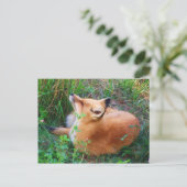 Carte postale Red Fox (Debout devant)