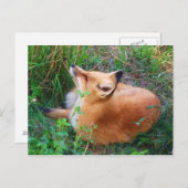Carte postale Red Fox (Devant / Derrière)