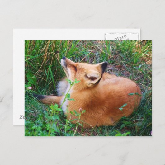Carte postale Red Fox (Devant / Derrière)