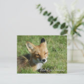 Carte Postale Red Fox Alaska (Debout devant)