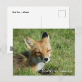 Carte Postale Red Fox Alaska (Devant / Derrière)