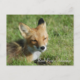 Carte Postale Red Fox Alaska