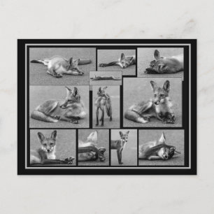 Carte Postale Red Fox Collage noir et blanc