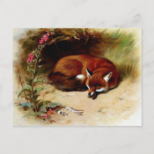Carte Postale Red Fox in Front of Her Den